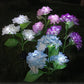 Set 2x Lampa Solara Decorativa Hortensie, 70cm, iluminare LED, IP66, panou solar integrat