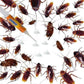 Insecticid tip seringa impotriva gandacilor 30 g